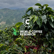 Counter Culture Coffee x World Coffee Research
